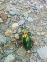 Carabus lineatus
