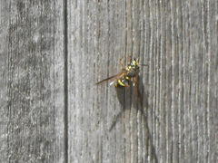 Sphiximorpha willistoni