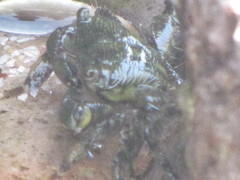 Pachygrapsus