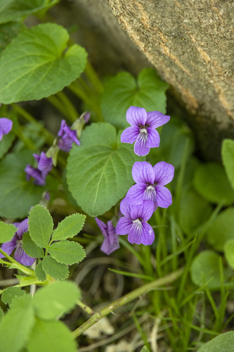 Viola somchetica