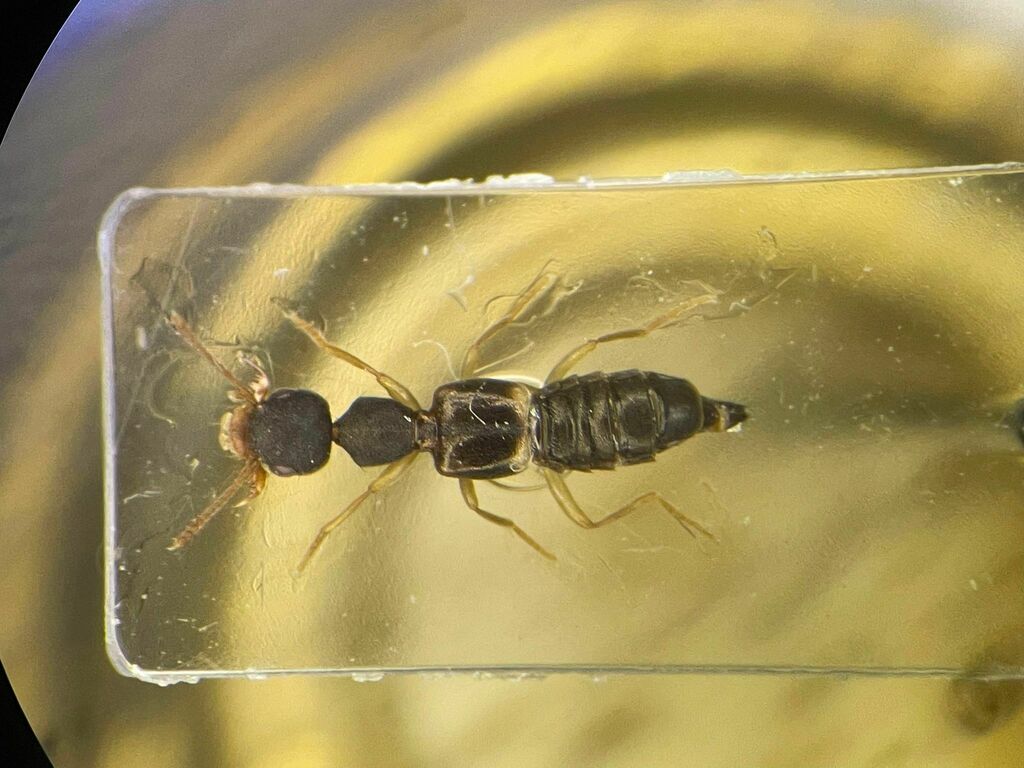 Asian rove beetle