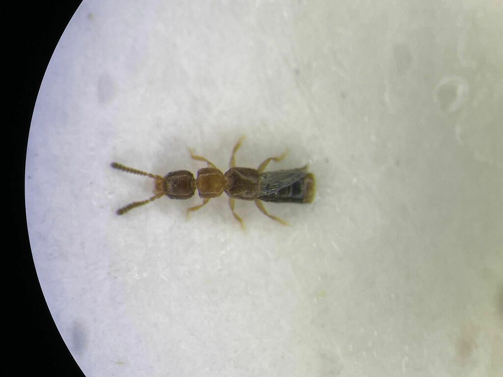 Thecturota tenuissima