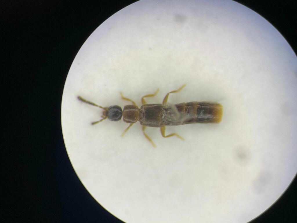 Meoticina
