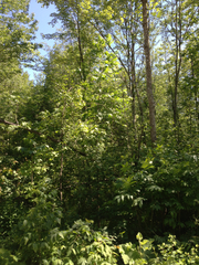Fraxinus nigra