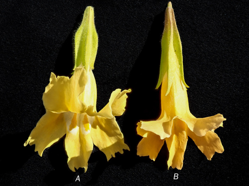 Southern bush monkeyflower (Diplacus longiflorus)