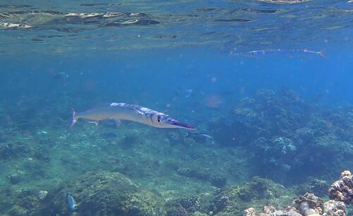 Houndfish — seen at this dive site
