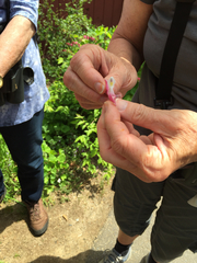 Lamprocapnos spectabilis