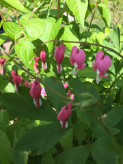 Lamprocapnos spectabilis