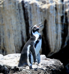 Spheniscus humboldti