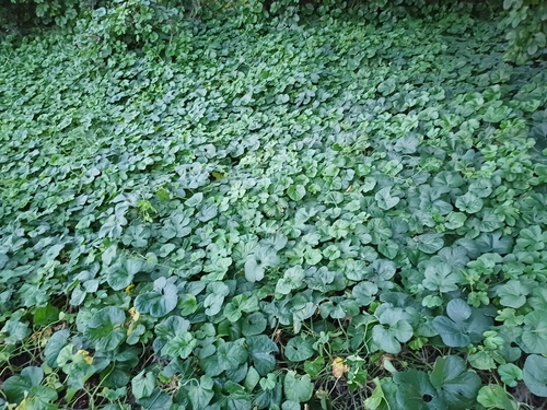 Cayaponia martiana, photograph 4