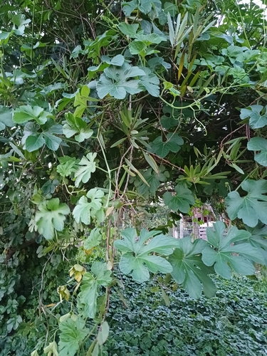 Cayaponia martiana, photograph 5