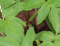 Angelica atropurpurea