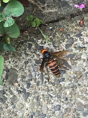 Vespa mandarinia japonica
