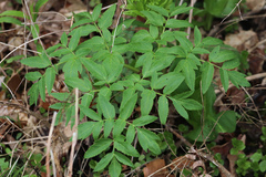 Angelica atropurpurea
