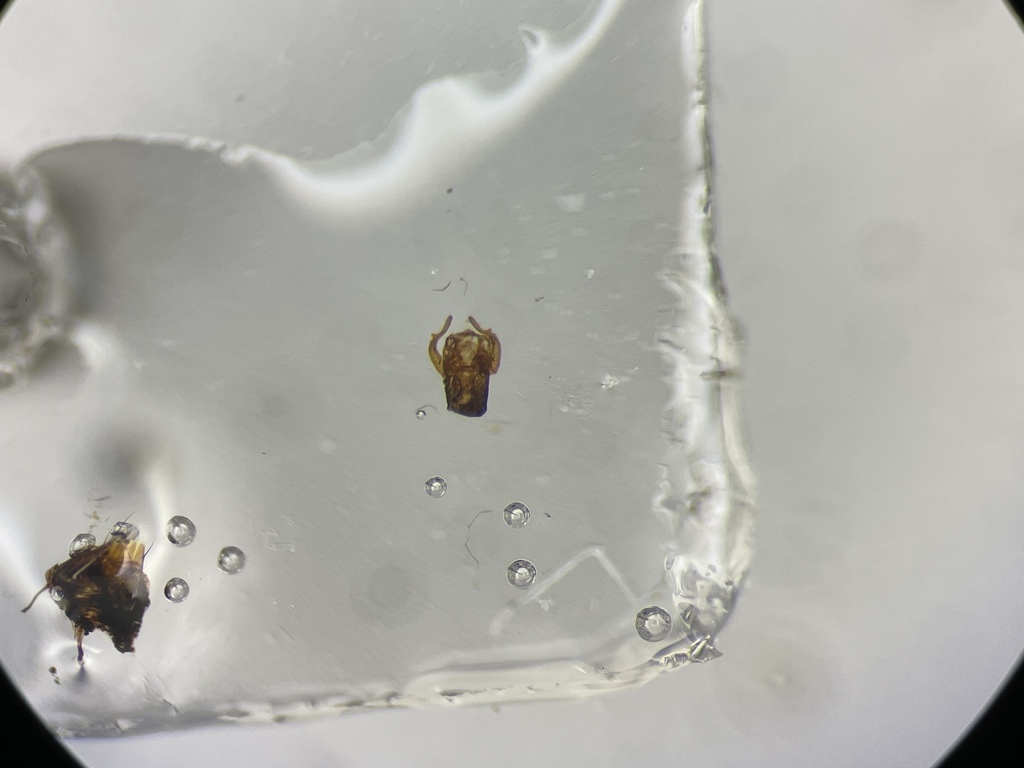 Rove beetle