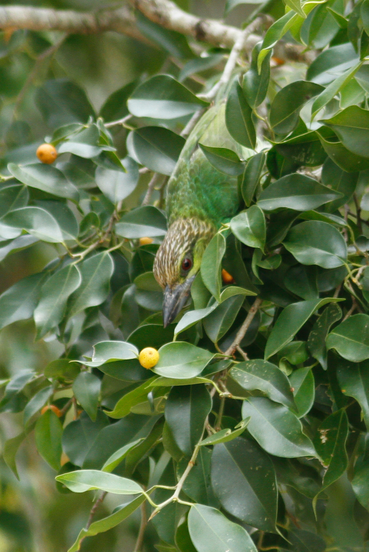 Green-eared Barbet