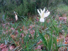 Narcissus triandrus