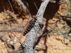Opomydas townsendi