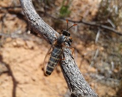 Opomydas townsendi