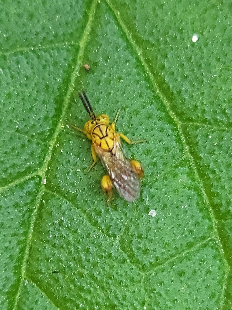 Conura igneoides