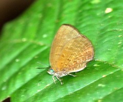 Arhopala antimuta
