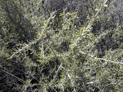 Prunus fasciculata