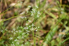 Ptilimnium capillaceum