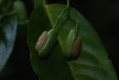 Medusanthera samoensis