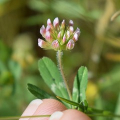 Trifolium bifidum