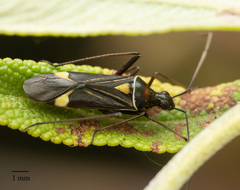 Closterocoris amoenus