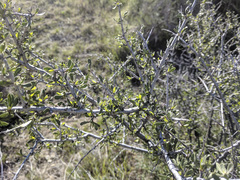 Prunus fasciculata