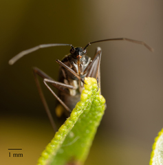 Closterocoris amoenus