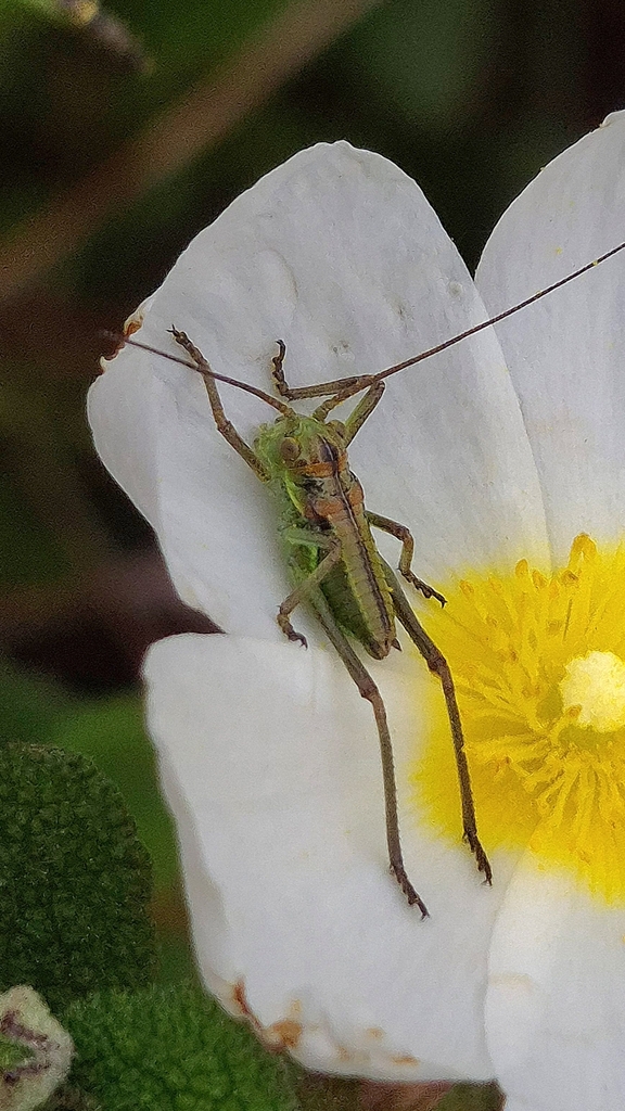 Barros' Saddle Bush-cricket