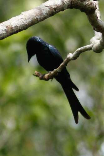 Dicrurus aeneus