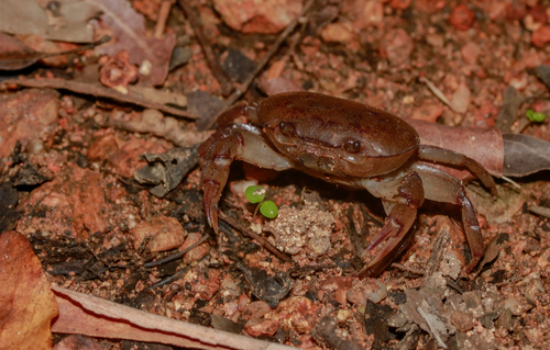 Austrothelphusa transversa (von Martens, 1868)