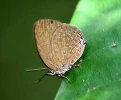 Arhopala avathina