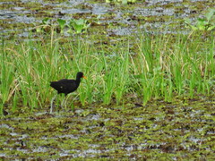 Jacana jacana hypomelaena