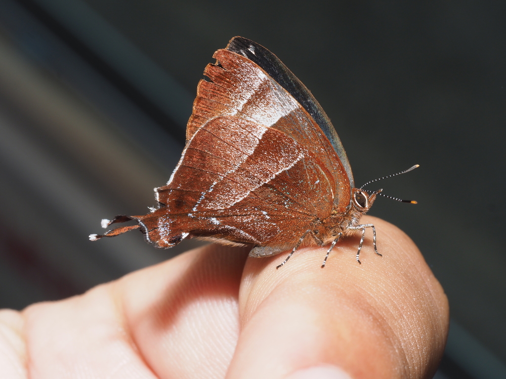 Hyas Hairstreak