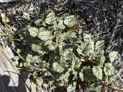 Phacelia campanularia