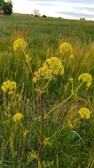 Polytaenia nuttallii