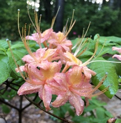 Rhododendron calendulaceum