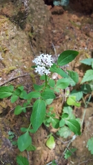 Valeriana californica