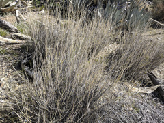 Hilaria rigida
