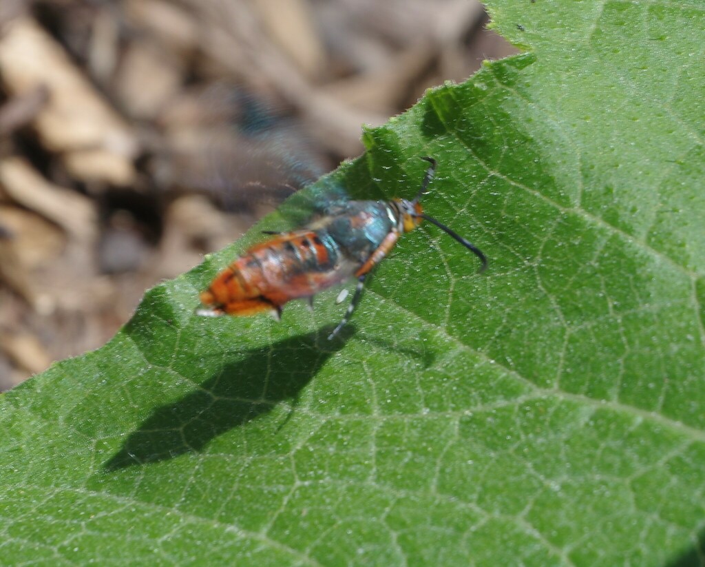 Southwestern Squash Vine Borer from Denton, TX, USA on May 10, 2024 at ...