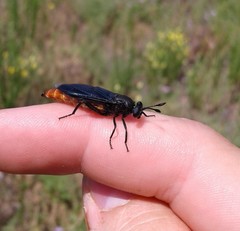 Phyllomydas phyllocerus