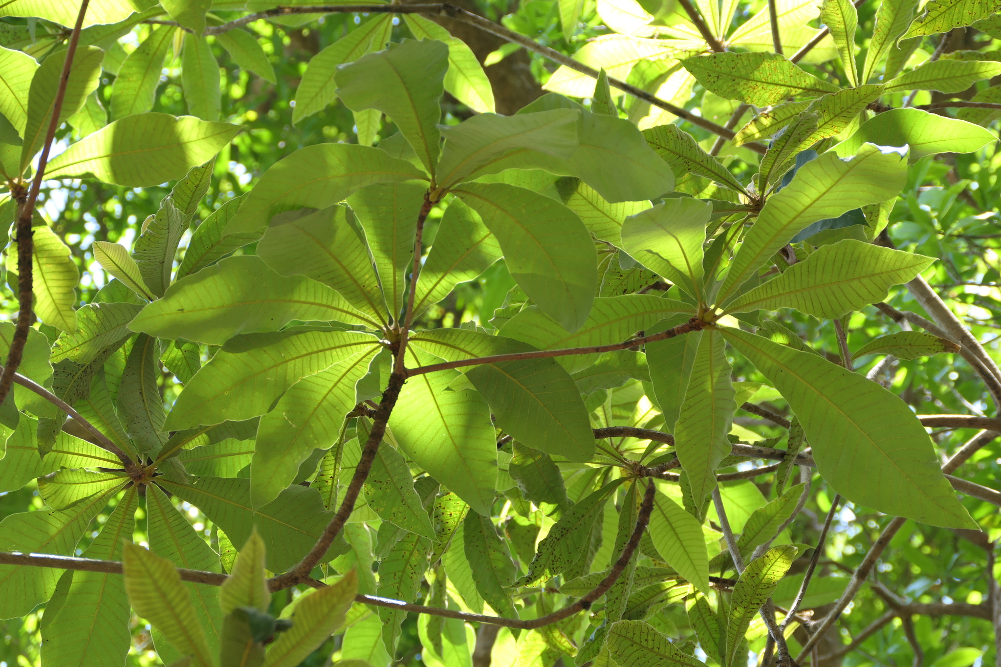 Holigarna grahamii (Wight) Kurz