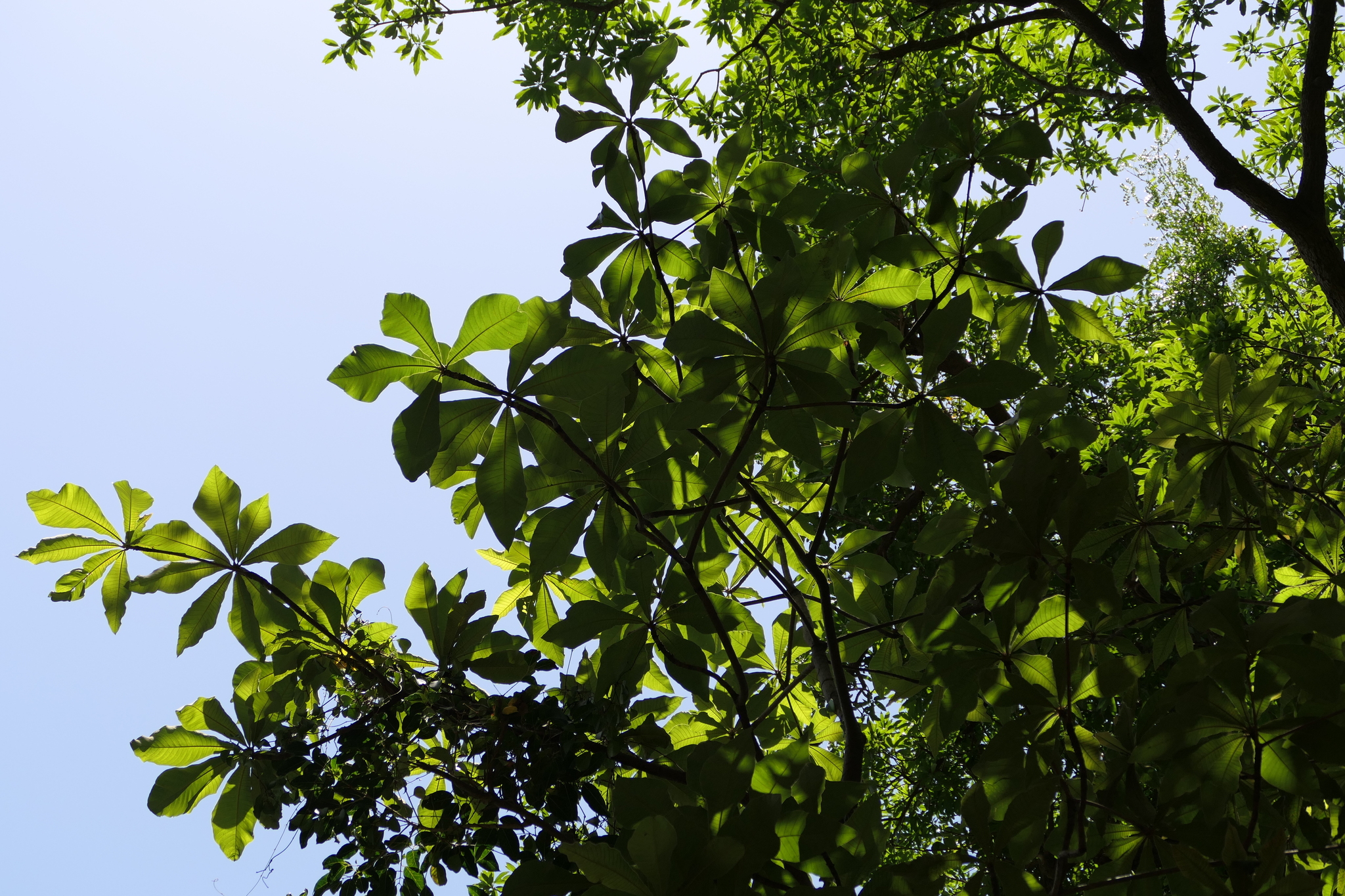 Holigarna grahamii (Wight) Kurz