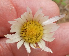 Aphanostephus skirrhobasis