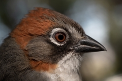 Rusty-Crowned Ground-Sparrow photo 2