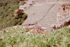 Stenocercus crassicaudatus